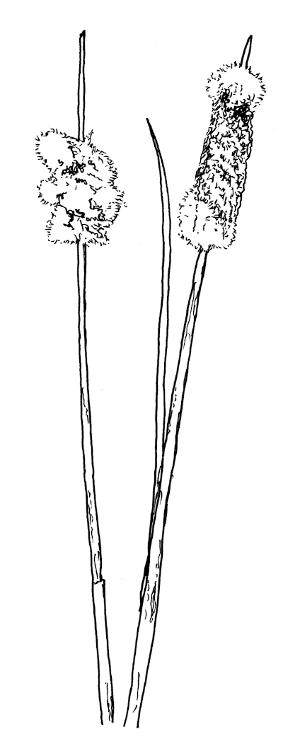 Sketch of Cattail (Typha latifolia).