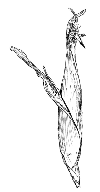 Sketch of Corn Husk (Zea mays).