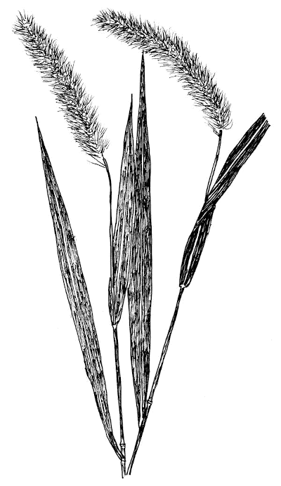 Sketch of Giant Foxtail (Setaria faberi).