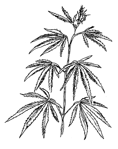 Sketch of Hemp (Cannabis sativa).