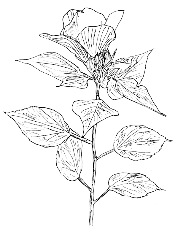 Sketch of Rosemallow (Hibiscus lasiocarpos)