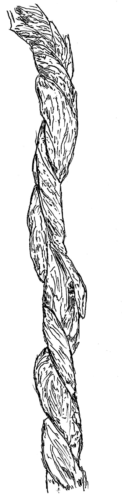 Sketch of Honeysuckle (Lonicera l.) vines.