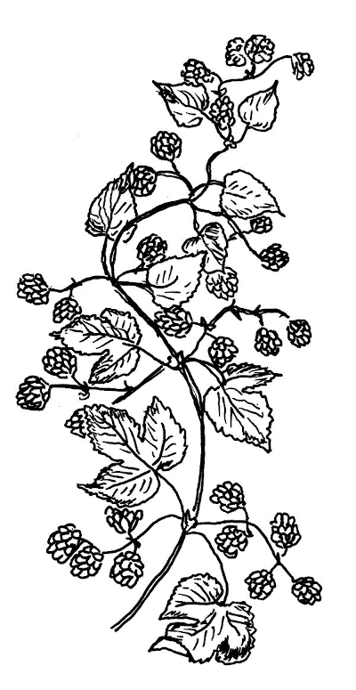 Sketch of Hops (Humulus lupulus).