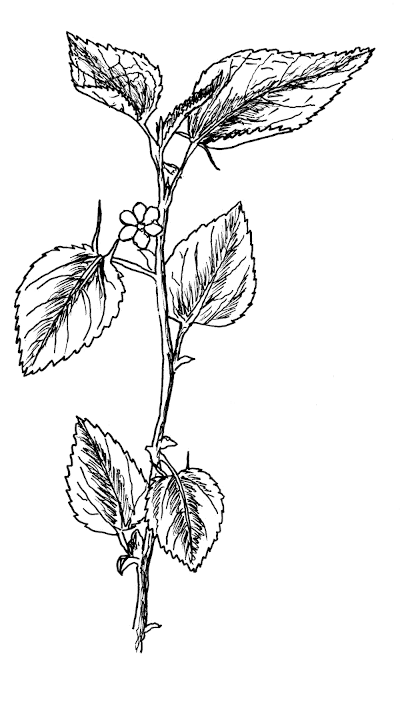 Sketch of Jute (Corchorus olitorius).