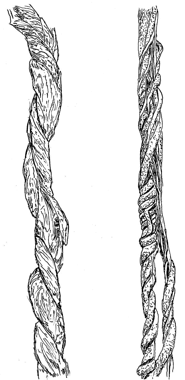 Sketch showing two types of naturally occurring twisted vines.