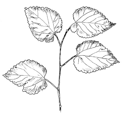 Sketch of Mulberry (Morus spp.).