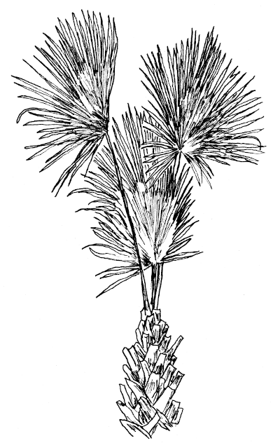 Sketch of a Palm (Arecaceae spp.).
