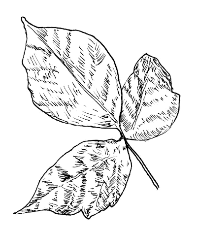 Sketch of poison ivy leaf.