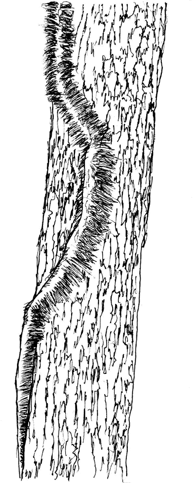 Sketch of poison ivy climbing on a tree trunk.