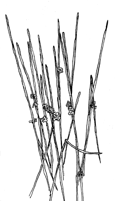 Sketch of Rushes (Juncus effuses).