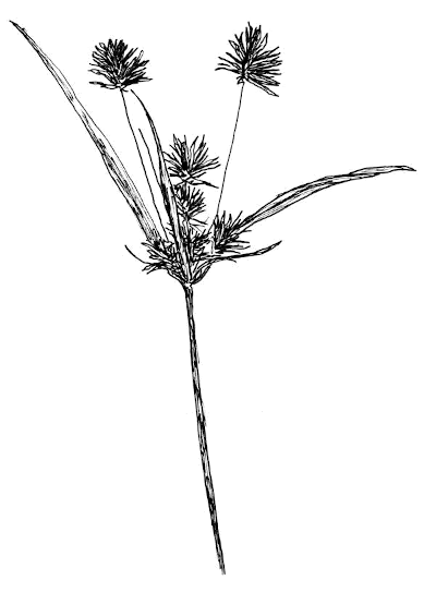 Sketch of Manyflower Flatsedge (Cyperus lancastriensis).