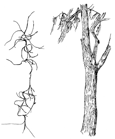 Sketch of Spanish Moss (Tillandsia usneoides).