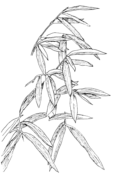 Sketch of Stiltgrass (Microstegium vimineum).