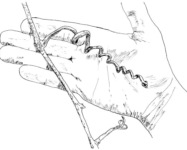 Sketch of Porcelain Berry (Ampelopsis brevipedunculata) tendril.