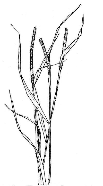Sketch of Timothy Grass (Phleum pratense).