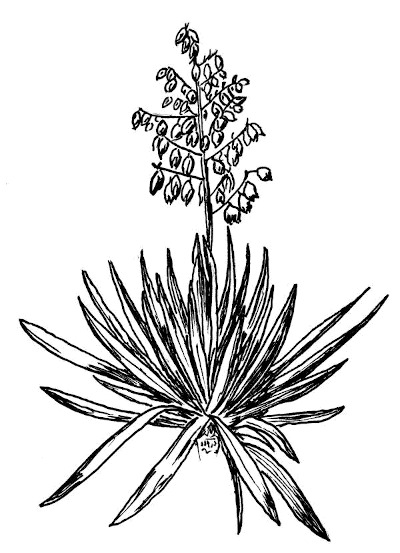 Sketch of Yucca (Yucca spp.).