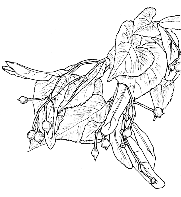 Sketch of American Basswood.