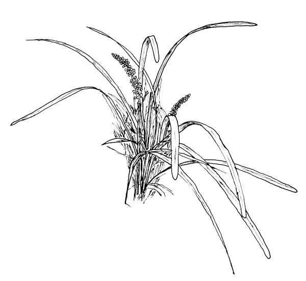 Sketch of Liriope Plant