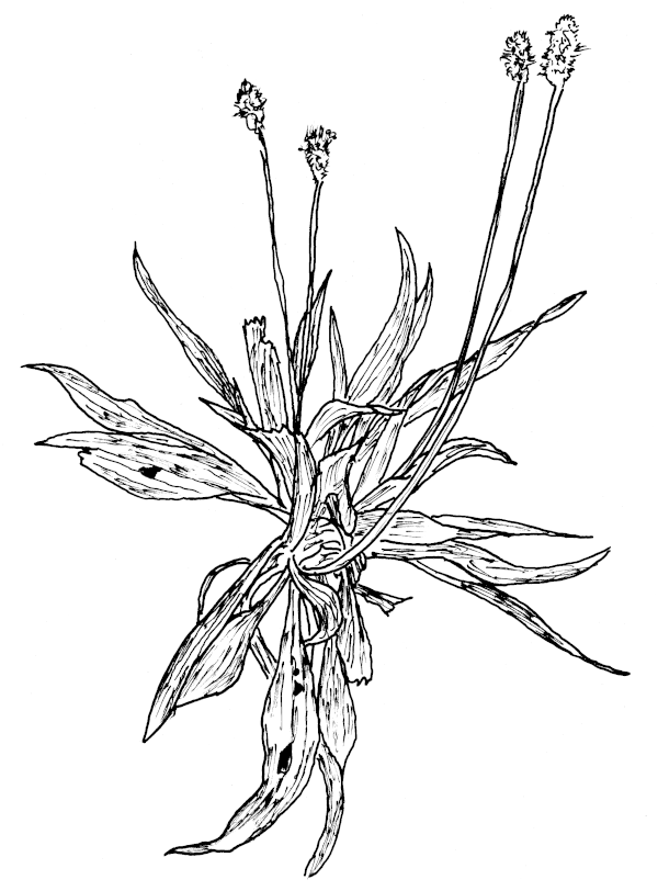 Skech of Narrow Leaf Plantain.
